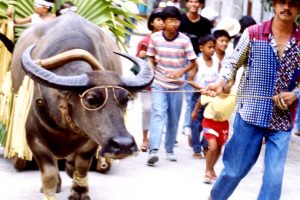 水牛(カラバオ) 祭り