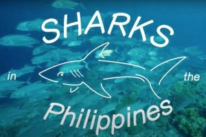 フィリピンにある（一部）のサメの特集