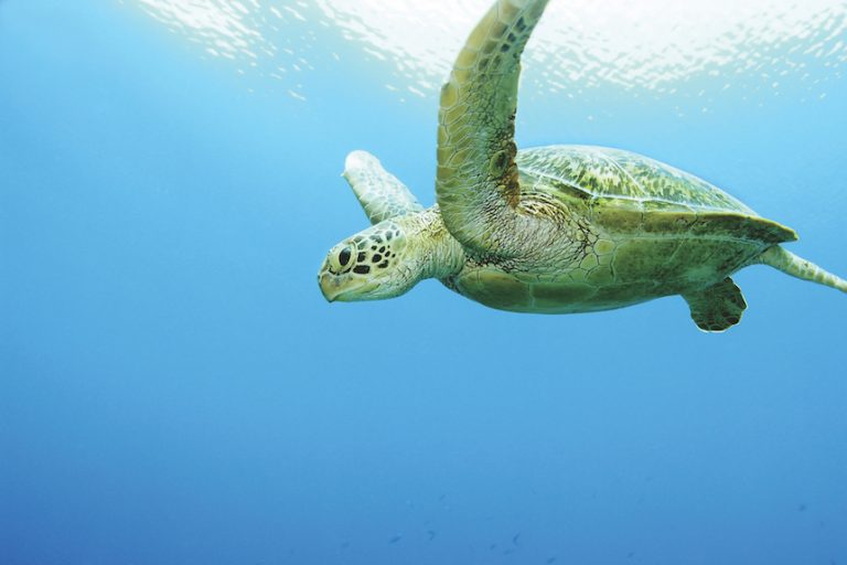 フィリピンが誇る世界遺産 | 【公式】フィリピン政府観光省